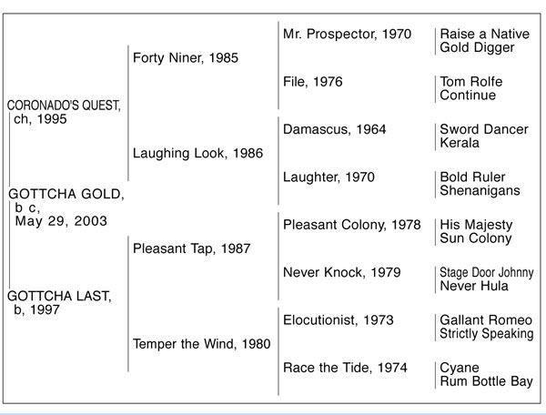 4-Cross Pedigree Gottcha Gold