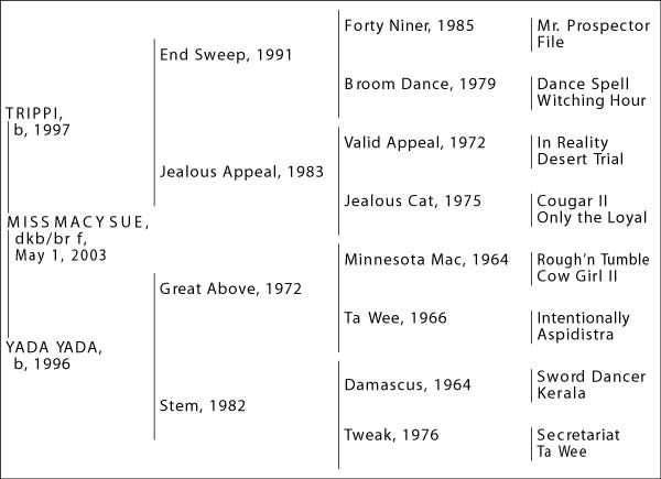 4-Cross Pedigree Miss Macy Sue