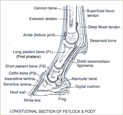 EquineFetlock.jpg