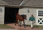 Big Brown Two-Year-Olds In Action 2012