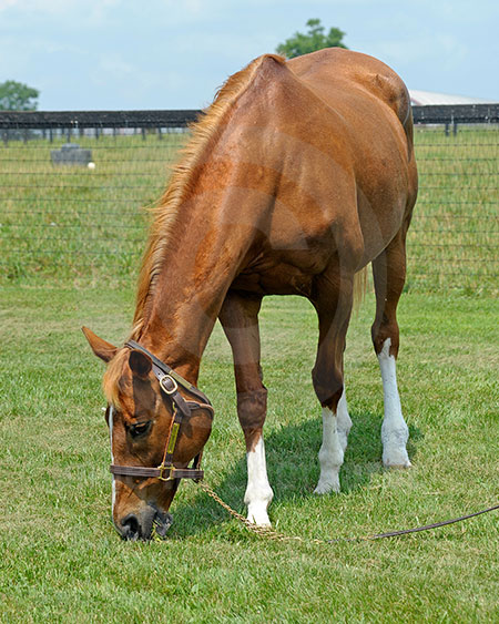 Champagne Glow Grazing