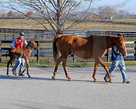 To the Paddock