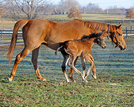 In the Paddock