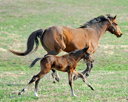 Paddock Time