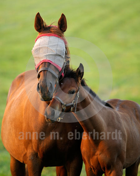 MareFoal Close Up