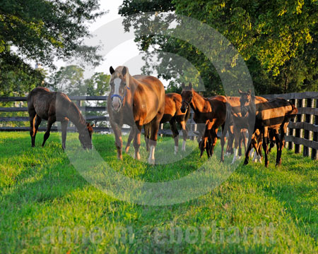 Nursemare Weanlings