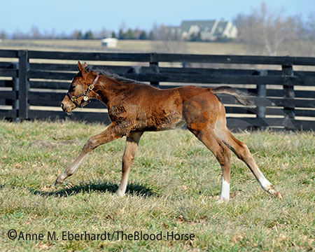 Rachel/Curlin foal