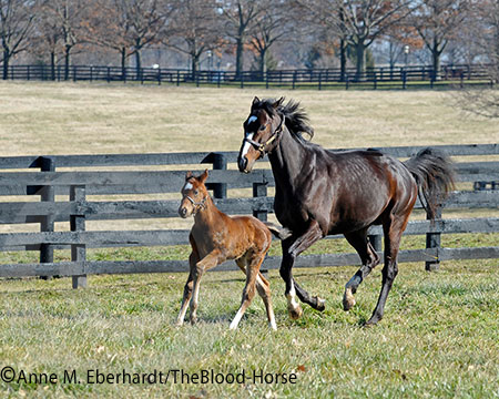 Rachel and her first foal