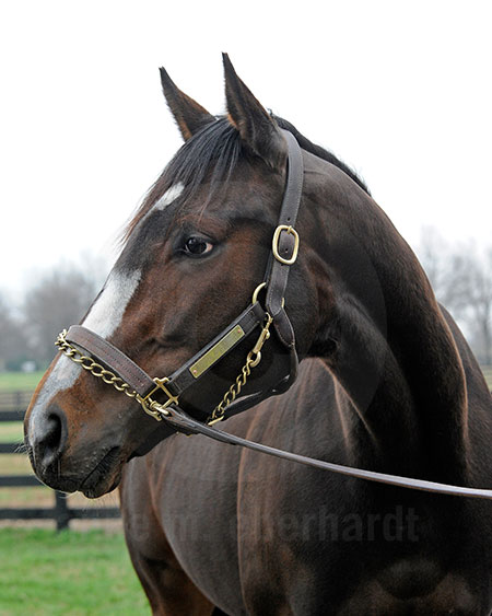 Rachel Alexandra Fan Day 2