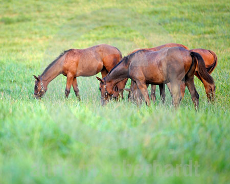 Weanlings 1