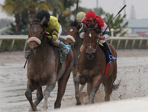 A Little Warm wins the 2010 Spectacular Bid. 