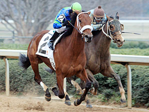 Absinthe Minded wins the 2012 Pippin Stakes.