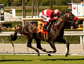 Acclamation wins the Clement L Hirsch.