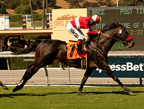 Acclamation wins the Clement L Hirsch.