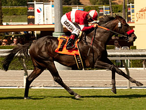 Acclamation wins the Clement L Hirsch.