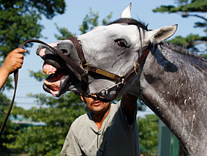 Afleet Again at Monmouth Park on July 30, 2010.