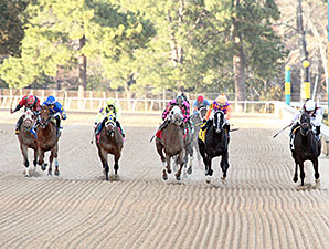 Aireofdistinction wins the 2014 Spring Fever Stakes.