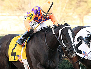 Aireofdistinction wins the 2014 Spring Fever Stakes.