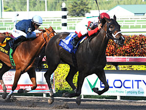 All Due Respect captures the Ocala Stakes at Gulfstream Park