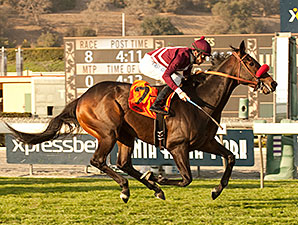 Ambitious Brew wins the 2014 Sensational Star Stakes.