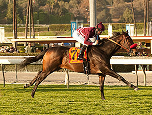 Ambitious Brew wins the 2014 Sensational Star Stakes.