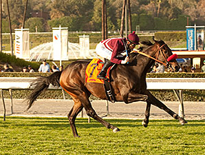 Ambitious Brew wins the 2014 Sensational Star Stakes.