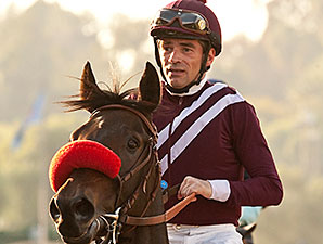 Ambitious Brew wins the 2014 Sensational Star Stakes.