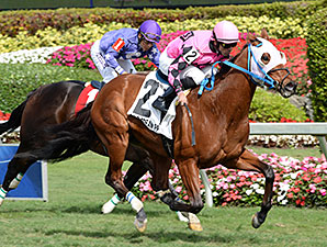 Amelia's Wild Ride wins the 2015 Gulfstream Park Turf Sprint Stakes.