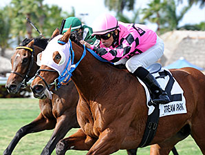 Amelia's Wild Ride wins the 2015 Gulfstream Park Turf Sprint Stakes.