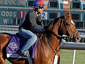 Animal Kingdom jogs at Santa Anita 10/28/2012.