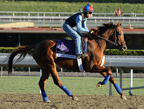 Animal Kingdom jogs at Santa Anita 10/28/2012.