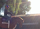 Animal Kingdom Walks at Santa Anita