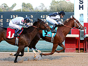 Apprehender wins the 2014 King Cotton Stakes.