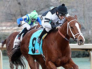 Apprehender wins the 2014 King Cotton Stakes.