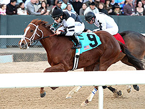 Apprehender wins the 2014 King Cotton Stakes.