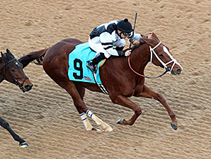 Apprehender wins the 2014 King Cotton Stakes.