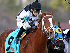 Apprehender wins the 2014 King Cotton Stakes.