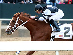 Apprehender wins the 2013 King Cotton Stakes.