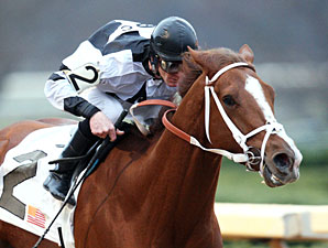 Apprehender wins the 2013 King Cotton Stakes.