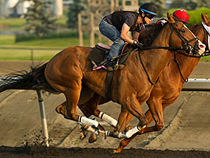 Athenian Guard jogs at Woodbine Racetrack in preparation for the 2014 Queen's Plate.