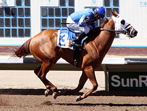 Attila's Hurricane wins the Dine.