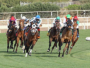 Az Ridge wins the 2014 Turf Paradise Handicap.