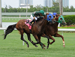 Backseat Memories/Grand Tito dead heat in 2013 Showing Up Stakes.
