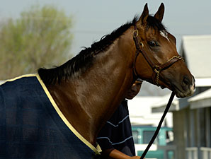 Barbaro at Keeneland, April 13, 2006.