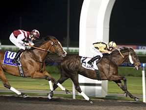 Bay Willow wins the 2013 Zabeel Feedmill Trophy.