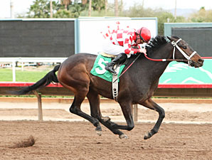 turf paradise 2011