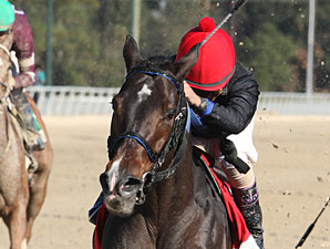 Bella Medaglia wins the 2012 Treasure Chest.