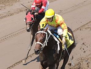 Bet Your Life wins the 2013 MTA Stallion Auction Laddie Stakes.