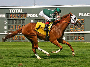 Big Feat wins the 2013 Crowd Pleaser Handicap.