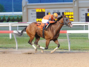 Blue Mountain Cat wins the 2013 Penn Dash.